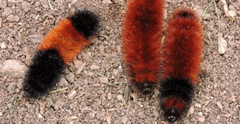 Can A Fuzzy Caterpillar Really Predict Your New York Winter?