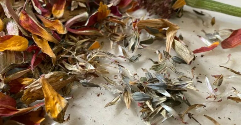 Zinnia And Marigold Seeds Collected Now Can Grow Next Year’s Indiana Garden For Free