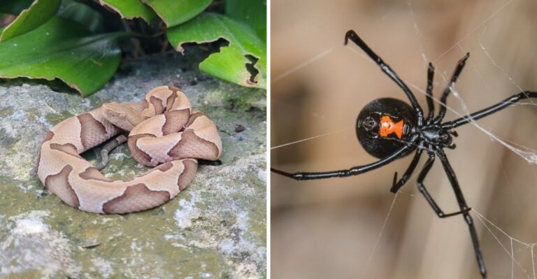 Texas’s Most Dangerous Venomous Species To Watch For This Fall