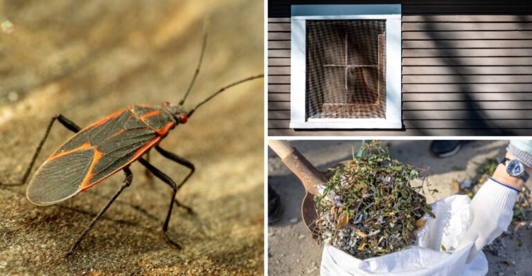 Boxelder Bugs Everywhere? Here’s How To Keep Them Out