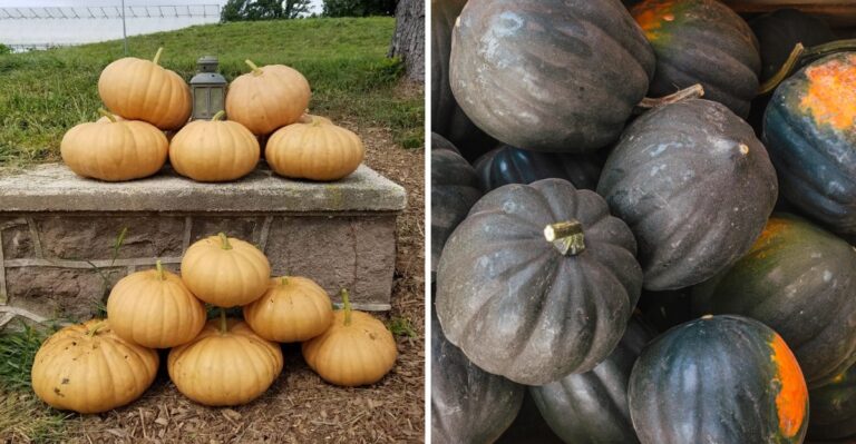 7 Pumpkins And Gourds Still Worth Harvesting In Pennsylvania