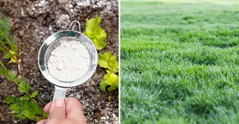 Why The Baking Soda Lawn Trick Is Spreading Across Virginia This Fall