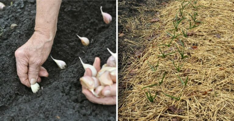 Missed September? Here’s Why October Is The Perfect Time To Plant Garlic In North Carolina