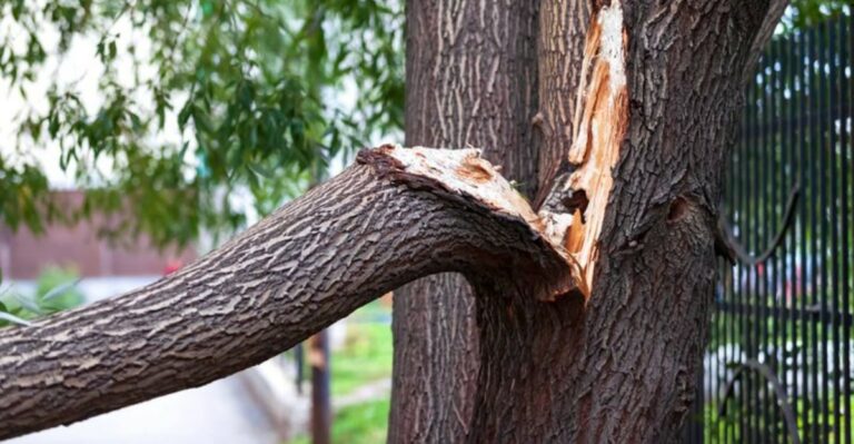 How To Prune Storm Damaged Trees In California Without Making The Damage Worse
