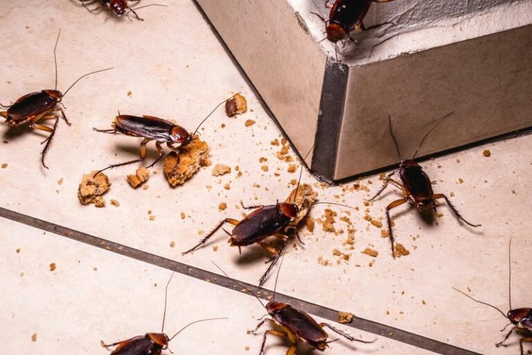 8 Things That Draw Roaches Into Arizona Homes as Temperatures Drop