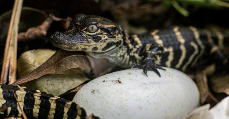 Hear Tiny Chirping Sounds Near A Florida Pond? Baby Alligators May Be The Reason