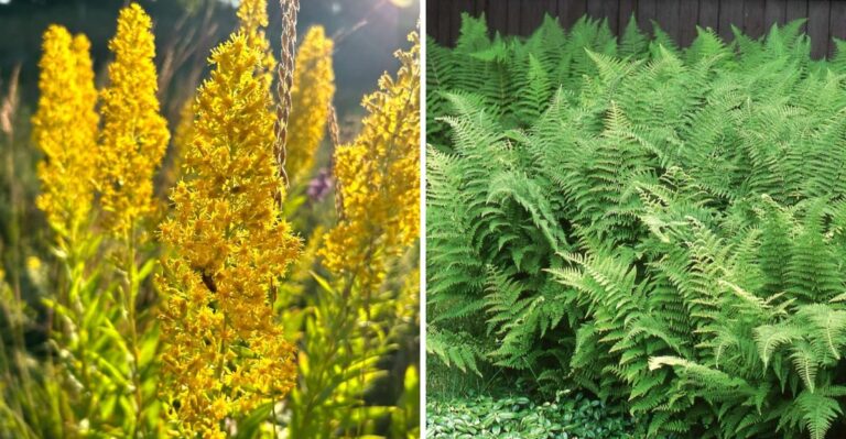 12 Tough Plants That Hold New York Hillsides Through Snowmelt And Spring Rain