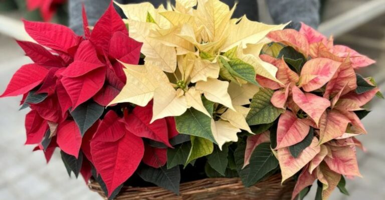 How To Choose A Poinsettia That Actually Lasts In Your North Carolina Home