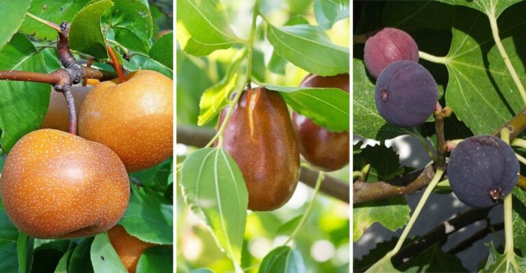 The Zone-Friendly Fruit Trees New York Gardeners Are Trying This Fall