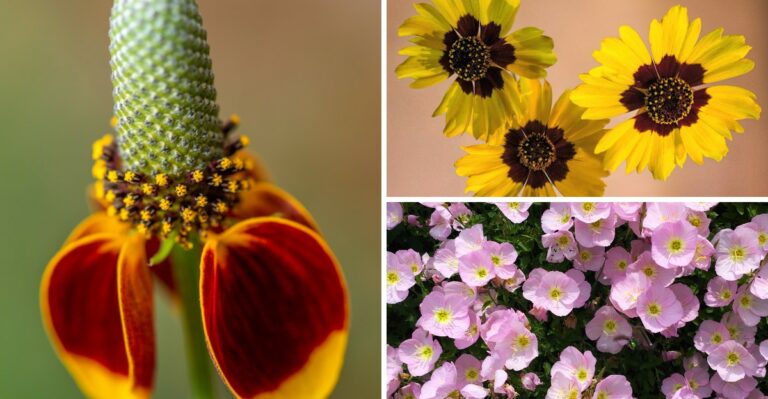 Sow These Texas Wildflower Seeds This Fall For A Colorful Spring