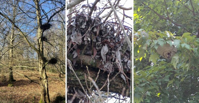 That Nest In Your New York Tree Might Be Something Else Entirely