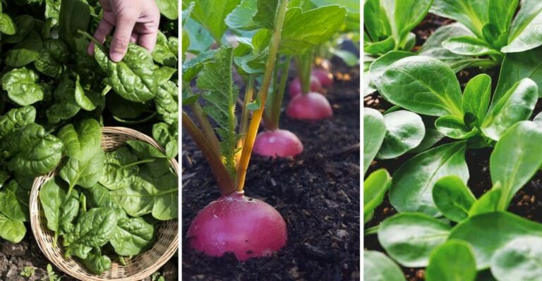 The Zone 7a Virginia Vegetables You Can Still Plant In Early October