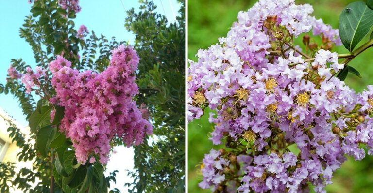 The Small Tree Californians Are Planting Now To Shade Patios Without Cracking Concrete