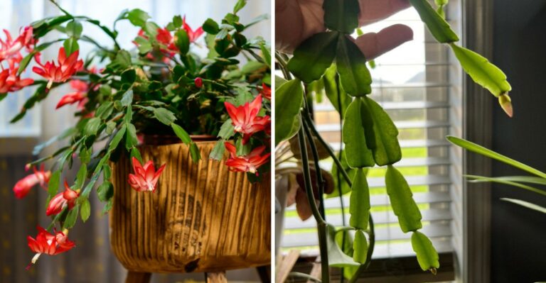 The Christmas Cactus In Alabama Descends From Brazilian Mountain Wildflowers Pollinated By Hummingbirds