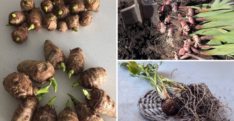 These Tender Bulbs Need To Be Dug Up Before The Ground Freezes