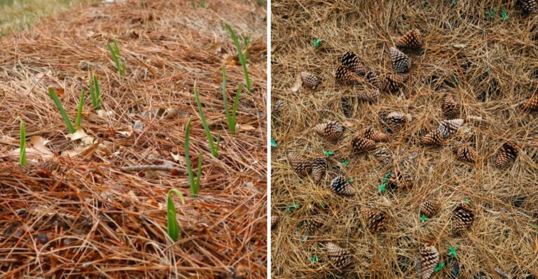 Do Pine Needles Make Good Mulch? Here’s What Pennsylvania Gardeners Should Know