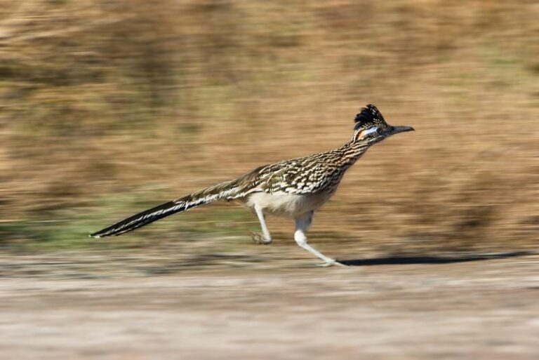 What a Roadrunner Hunting in Your Arizona Yard Can and Can’t Tell You