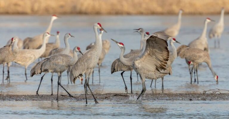 The First Sandhill Cranes Are Arriving In Northern Indiana, With Thousands More On The Way