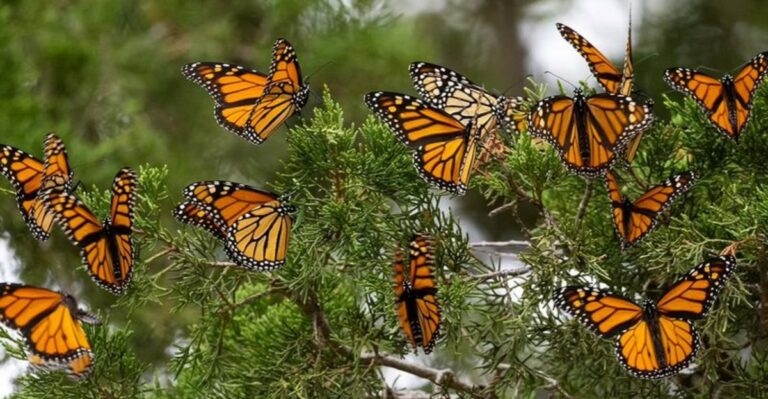 How To Turn Your Texas Yard Into A Monarch Rest Stop This October