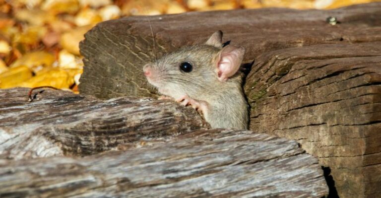 How To Stop Roof Rats From Using Your Florida Palms To Reach The Attic