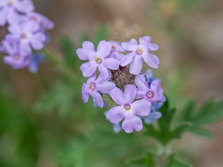 8 Arizona Natives That Replace Thirsty Lantana And Won’t Poison Your Dog