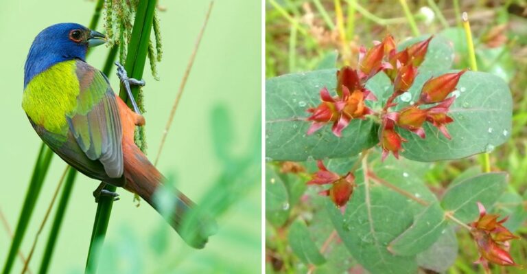 Don’t Cut Down Every Florida Seeding Plant Yet – Painted Buntings Are Coming