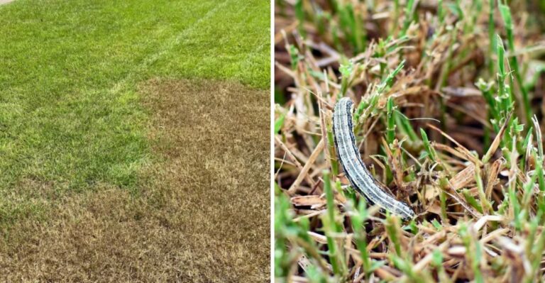 The Lawn Caterpillar That Strikes Pennsylvania Yards In October