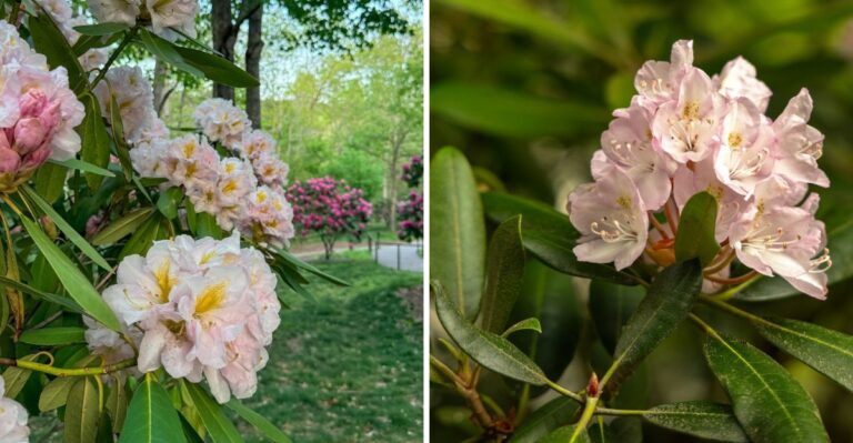 The Ultimate Road Trip To See North Carolina’s Rhododendrons In Full Bloom