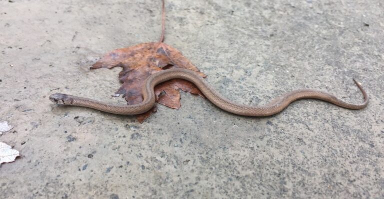Georgia Gardeners May Find Small Brown Snakes Hiding Beneath Fallen Leaves This Fall