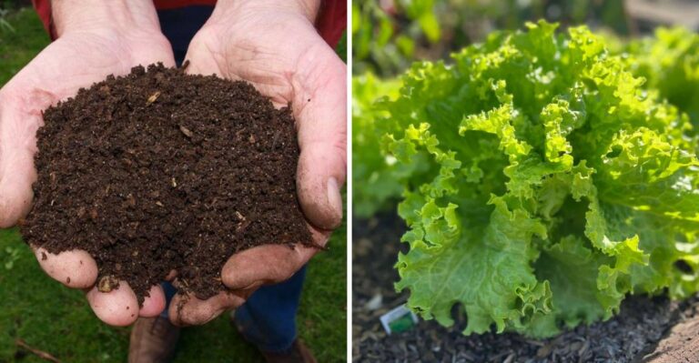 What California’s Cooling Soil In October Actually Means For Root Growth