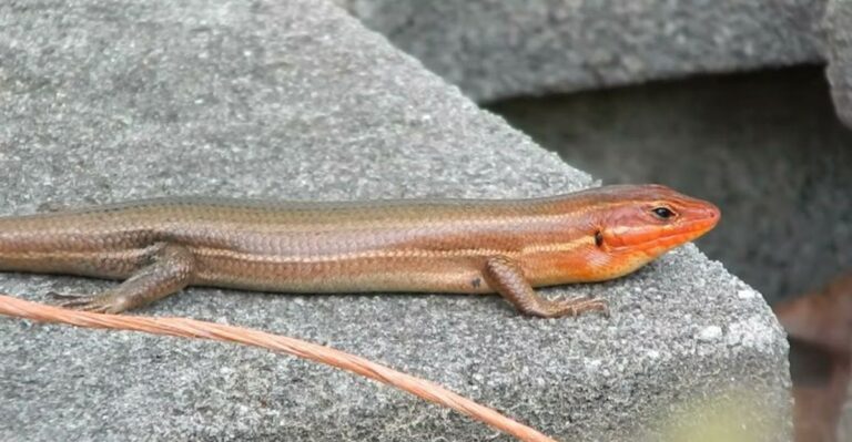 The Red Headed Lizard Some Georgians Call A Scorpion Is Not Venomous