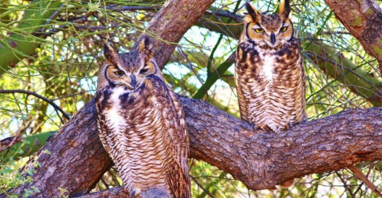 What It Means When You Hear Owls Calling Around Georgia Homes This Fall