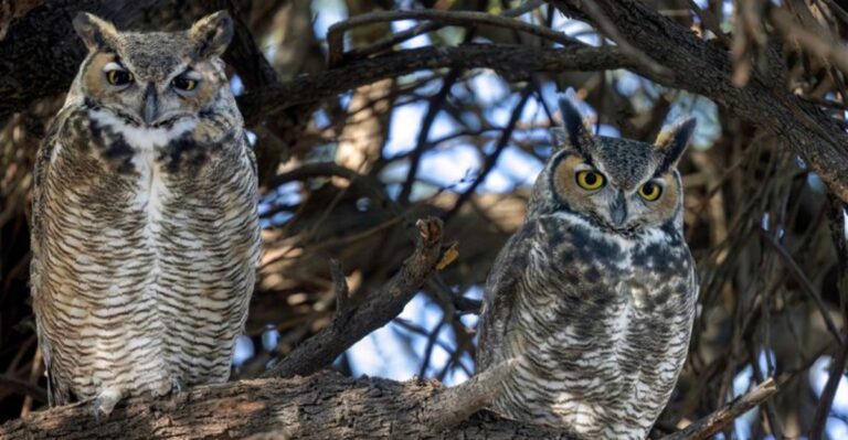 Two Owls Hooting Outside Indiana Homes After Dark Are Starting Nesting Season Early