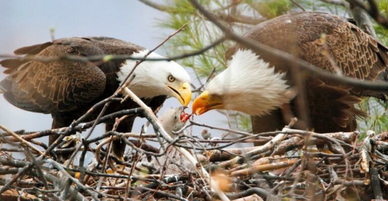 What It Means When A Bald Eagle Starts Building A Nest Near Your Florida Home