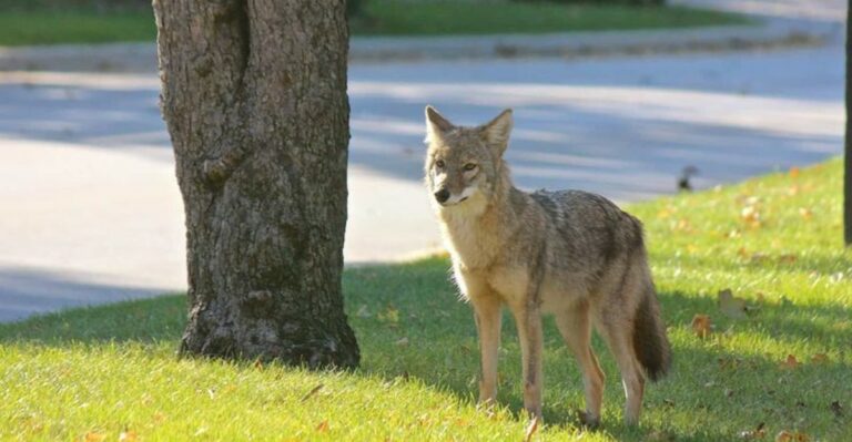 9 Things To Do When A Coyote Starts Hanging Around Your Arizona Yard