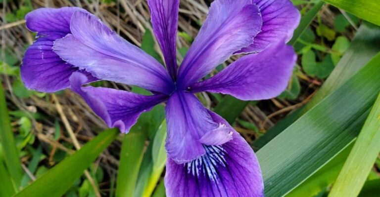 8 California Native Plants That Stay Green Through Winter