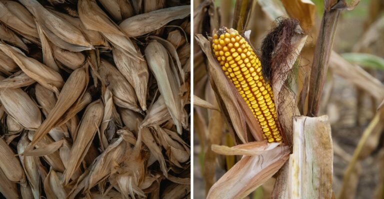 What Ohio Farmers Believed About Thick Corn Husks And The Winter Ahead