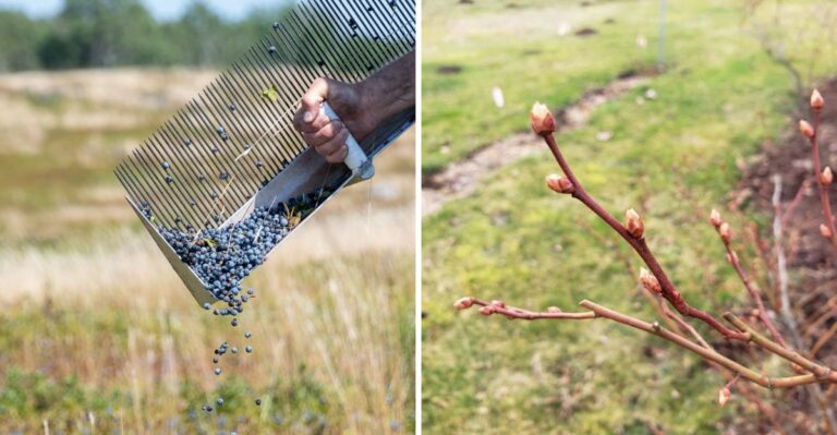 What To Do With A Blueberry Bush After Harvest To Get More Berries Next Year