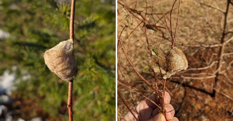 That Foamy Brown Clump Stuck To Your Indiana Shrubs This Fall Is Worth Leaving Alone