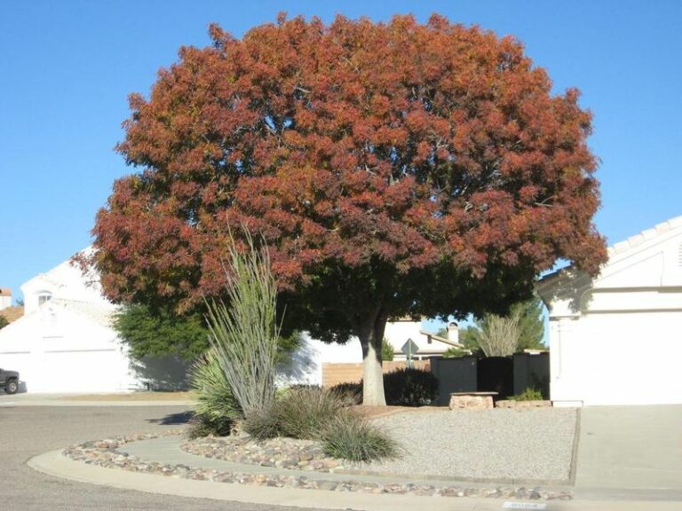 The Arizona Trees to Plant Before Halloween for Shade by Next June
