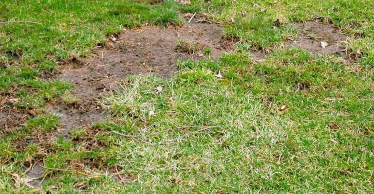 What To Do When Aerating And Overseeding Fails To Fill Bare Spots In Your Virginia Lawn