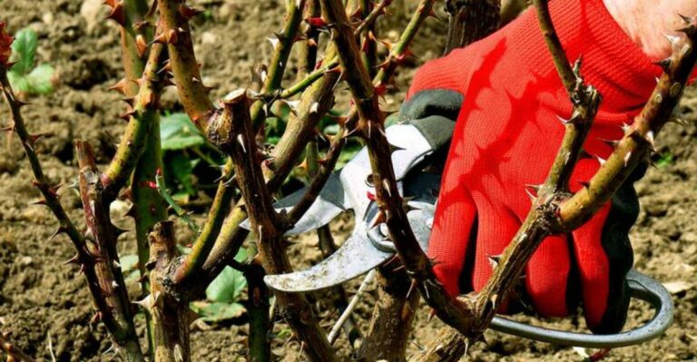 The Pruning Mistake That’s Stunting Your Rose Bush Growth