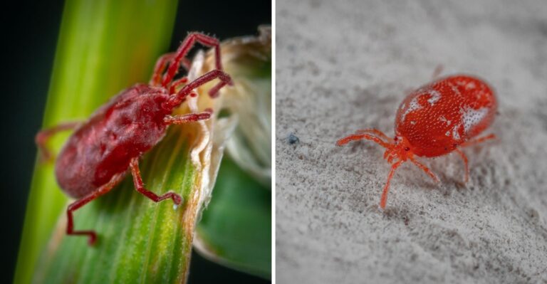 Tiny Red Specks Are Crawling Across Sunny Maryland Walls This Fall