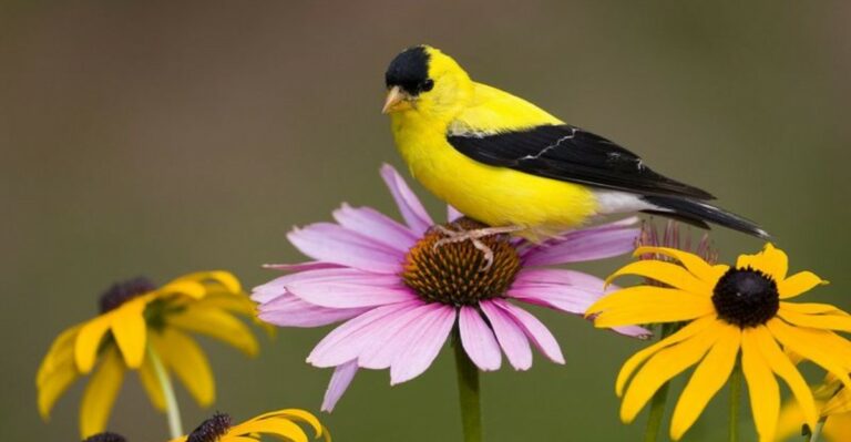 8 Seed Heads California Birds Rely On, So Leave These Standing This Fall