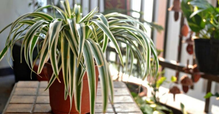 Spider Plant Benefits Go Beyond Cleaner Air, Here’s What Virginia Homeowners Should Know