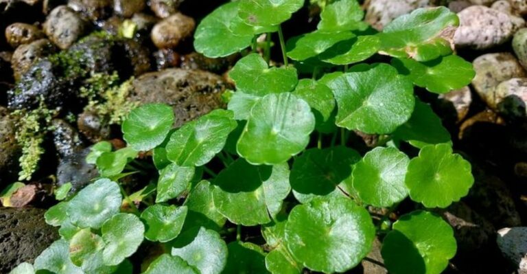 Why Dollarweed Keeps Coming Back In Florida Lawns No Matter How Often You Pull It