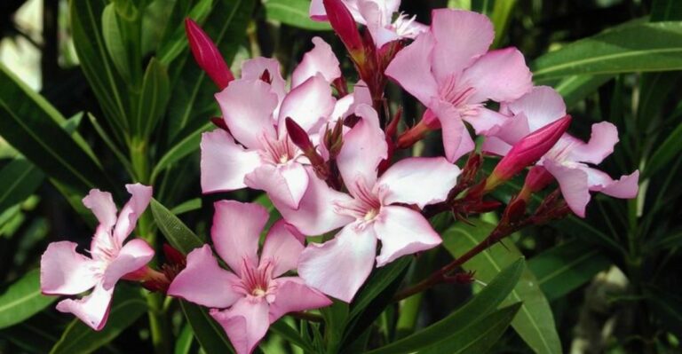 The Beautiful Alabama Shrub That Can Irritate Skin And Is Harmful If Eaten