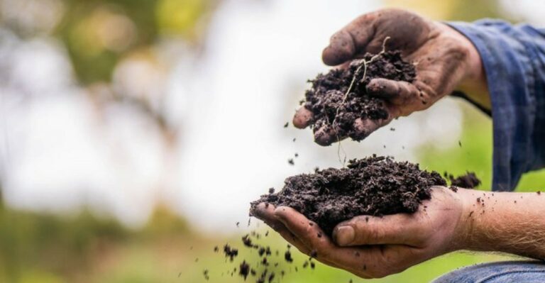 Why Compost Matters More In Florida Sand Than Many New Gardeners Realize