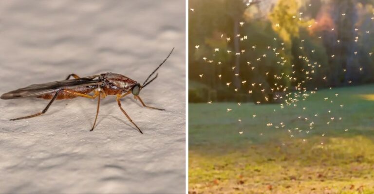 Why Florida No-See-Ums Can Be Worse In One Backyard Than The House Next Door