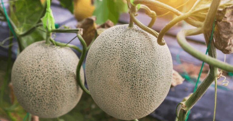 What To Do With Unripe Melons When Michigan Frost Comes Early